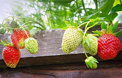 《艾尔登法环》玩家新整活 为宫崎英高点歌《该死的温柔》